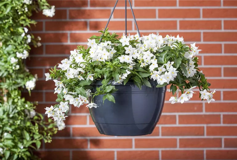 Solanum jasminoides, weiß