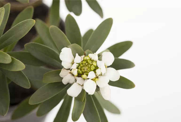 Iberis sempervirens Iberis sempervirens