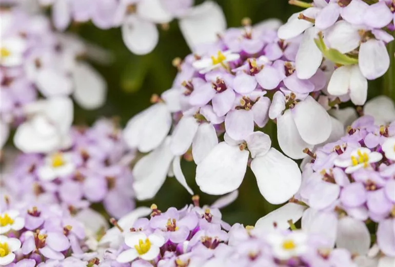Iberis sempervirens, rosa Iberis sempervirens, rosa