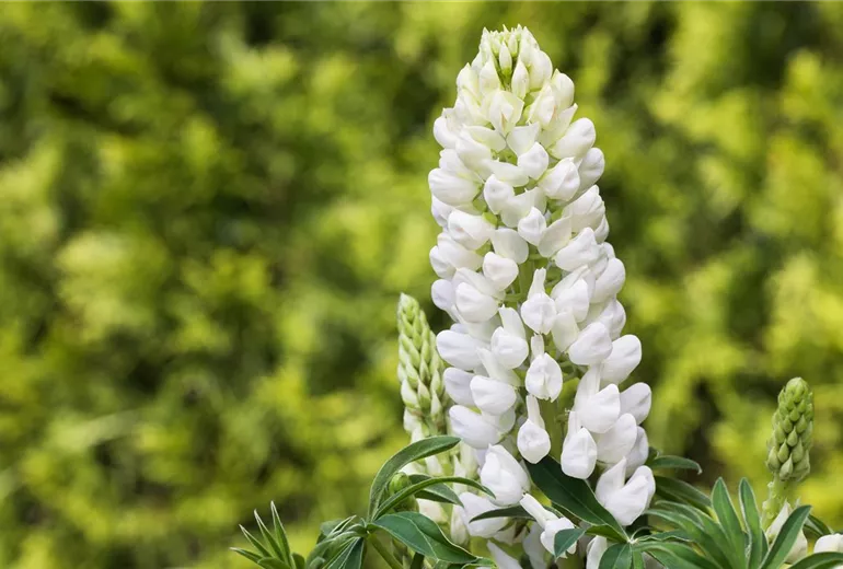 Lupinus polyphyllus, weiß Lupinus polyphyllus, weiß