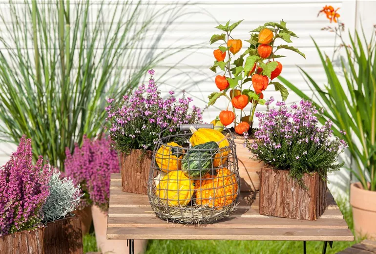 Erica tetralix Erica tetralix