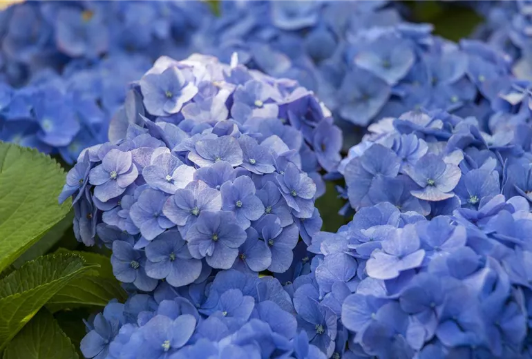 Hydrangea macrophylla, blau Hydrangea macrophylla, blau