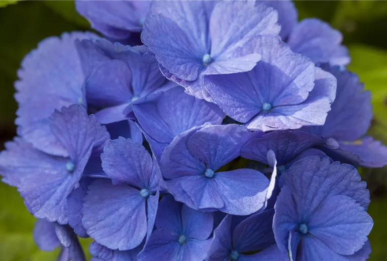 Hydrangea macrophylla, blau Hydrangea macrophylla, blau