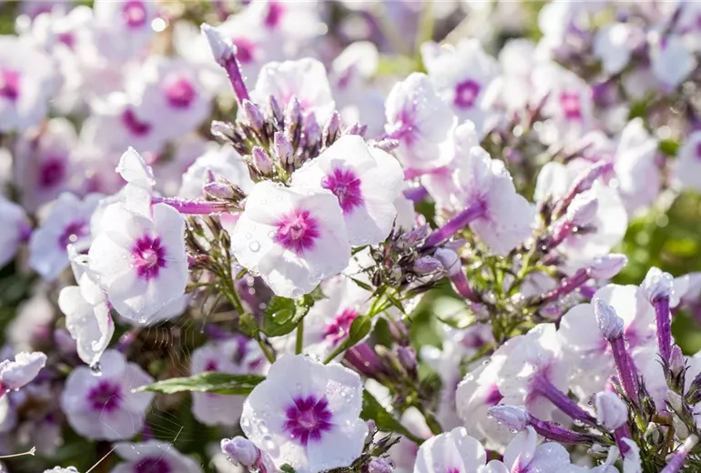 Phlox paniculata 'Bright Eyes' Phlox paniculata 'Bright Eyes'