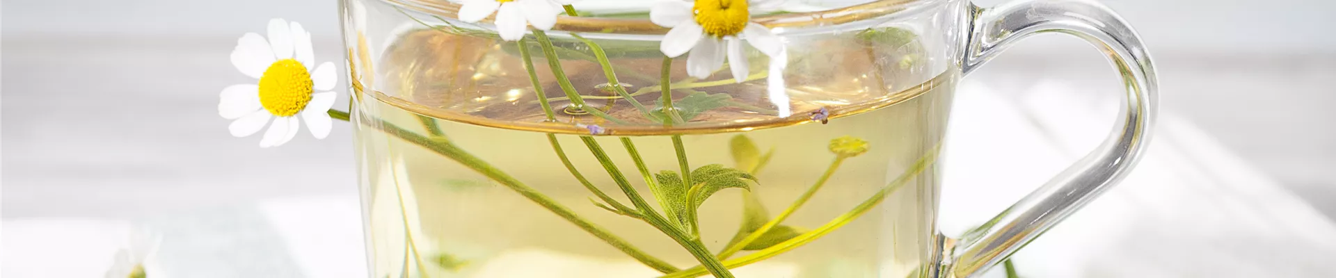 Matricaria recutita