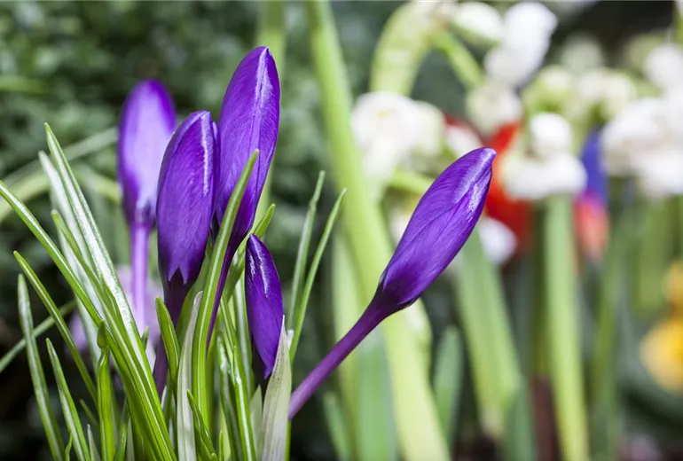 Crocus