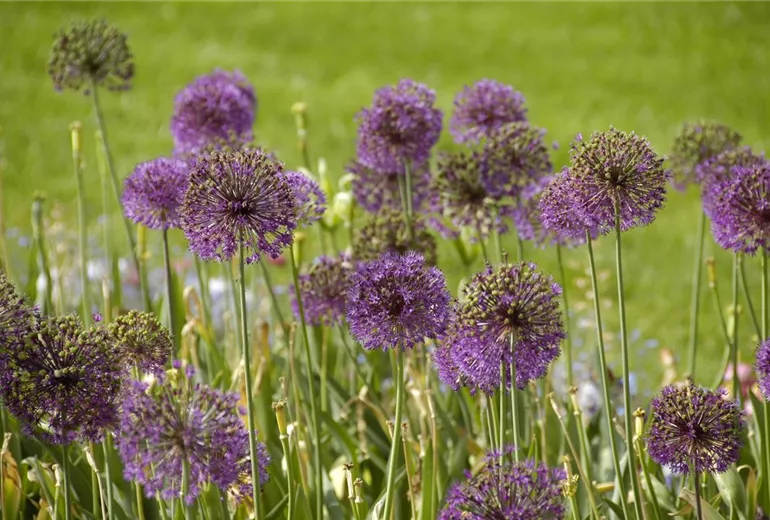 Allium giganteum Allium giganteum