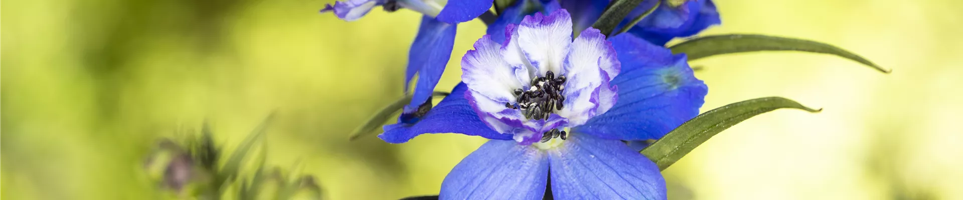 Delphinium, blau Delphinium, blau