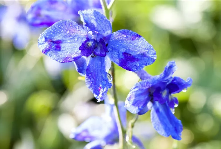 Delphinium Delphinium