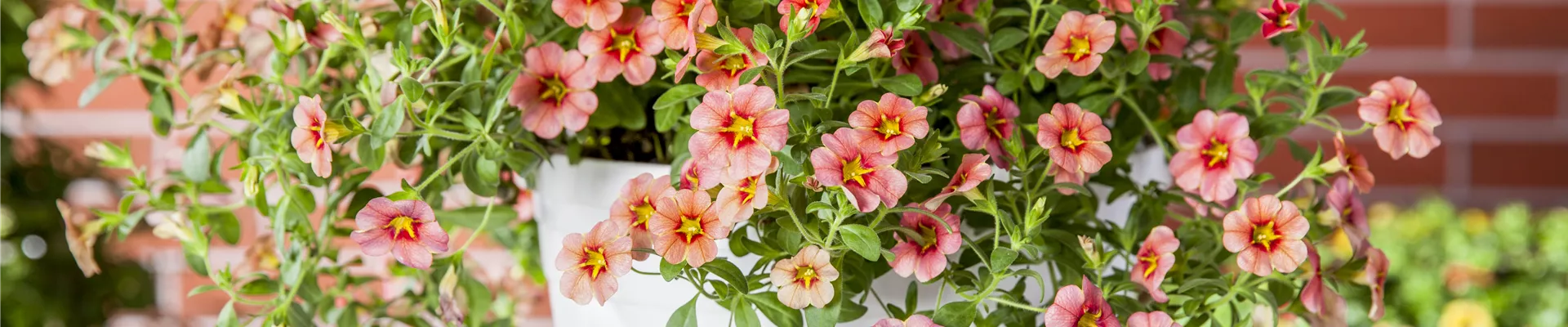 Calibrachoa