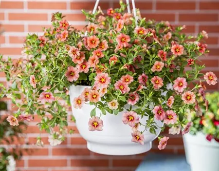 Hanging Baskets, die Alternative zum Beet
