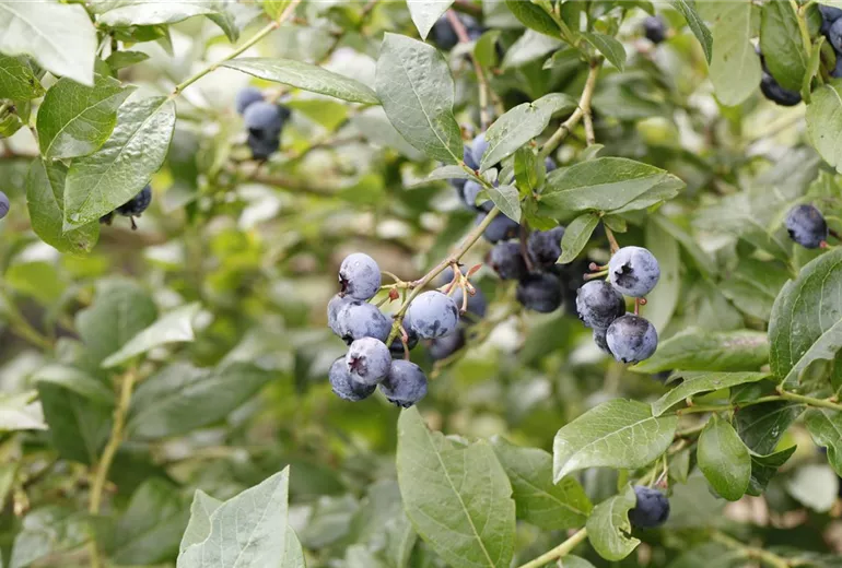 Heidelbeere Heidelbeere