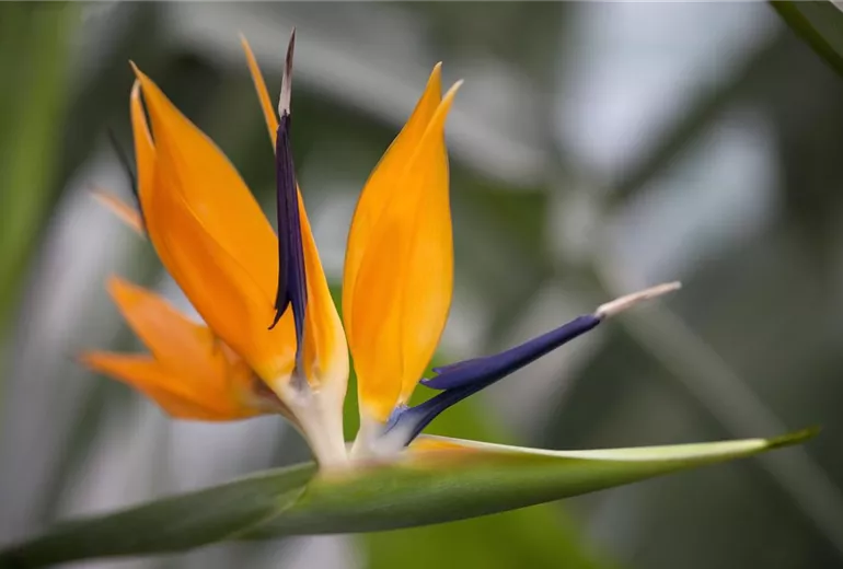 Strelitzia reginae