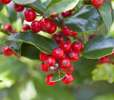 Ilex aquif.'Alaska' Ilex aquif.'Alaska'