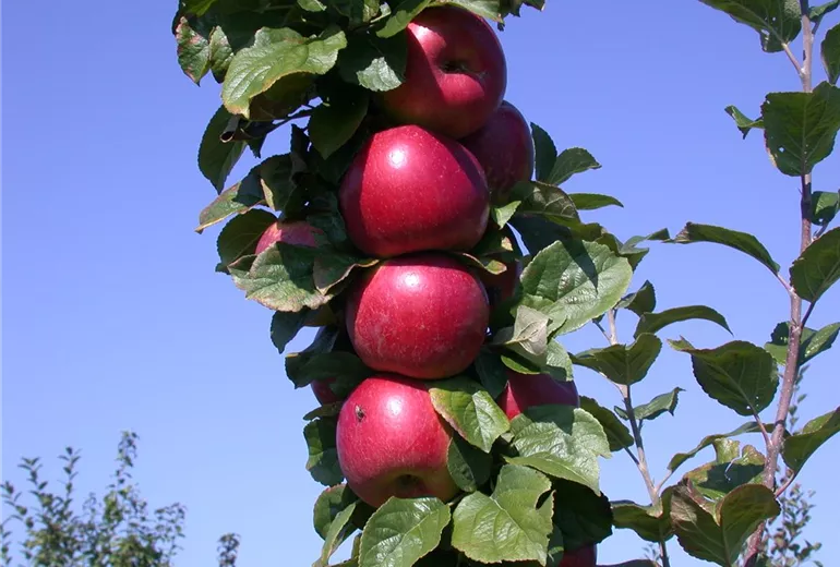 Malus domestica 'Lane´s Prince Albert'