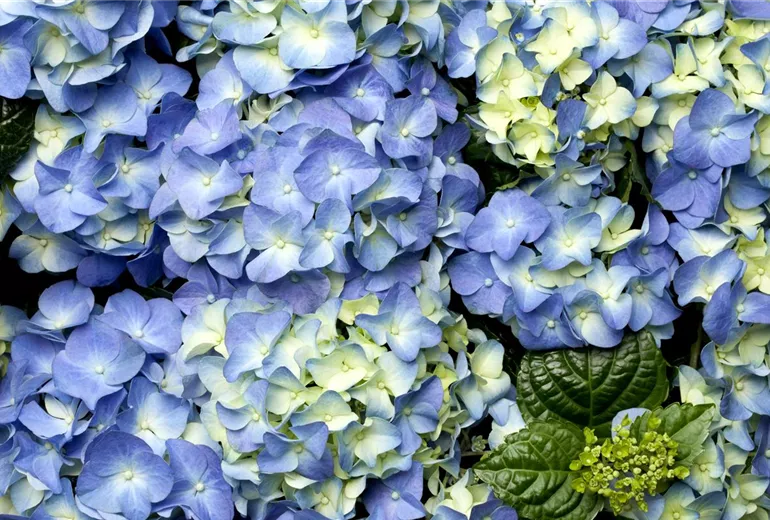 Hydrangea macrophylla Hydrangea macrophylla