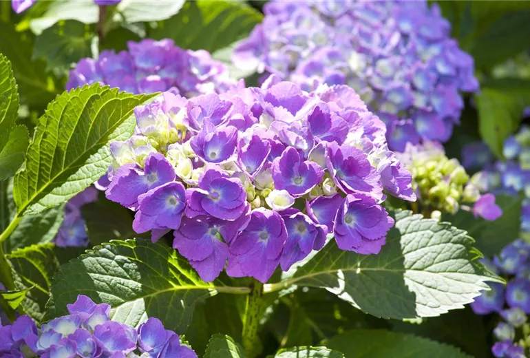 Hydrangea macrophylla Hydrangea macrophylla