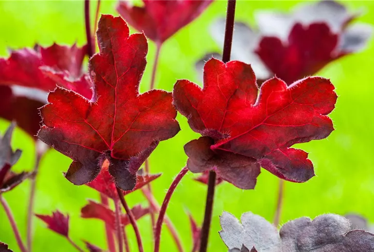 Heuchera, rot