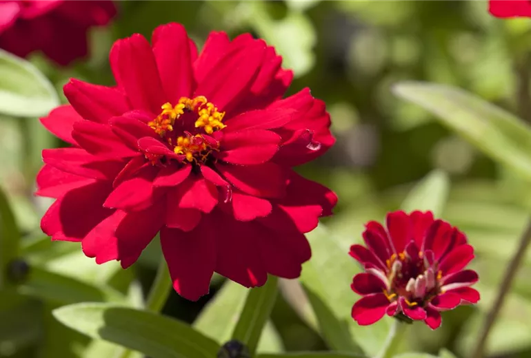 Zinnia Zinnia