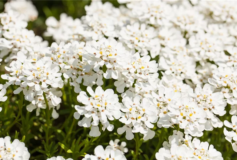 Iberis sempervirens Iberis sempervirens