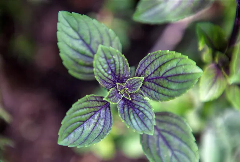Mentha x piperita 'Chocolate'