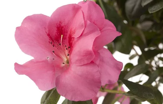 Die Zimmerazalee - Schönheit aus Fernost  Die Zimmerazalee - Schönheit aus Fernost