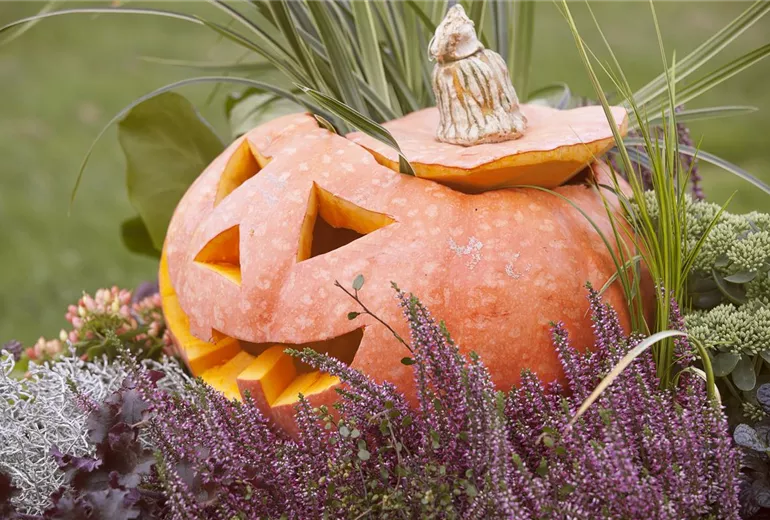 Cucurbita maxima Cucurbita maxima