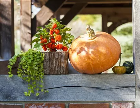 Der schöne Balkonkasten im Herbst: es muss nicht immer grau in grau sein! Der schöne Balkonkasten im Herbst: es muss nicht immer grau in grau sein!