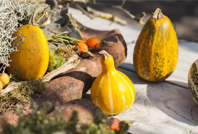 Cucurbita pepo Cucurbita pepo