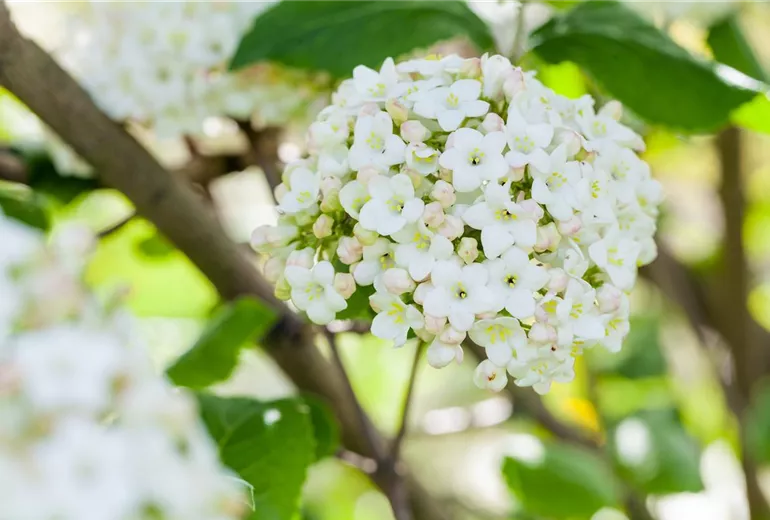 Viburnum carlcephalum Viburnum carlcephalum
