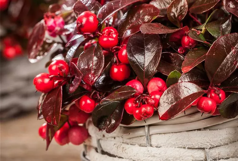 Gaultheria Gaultheria