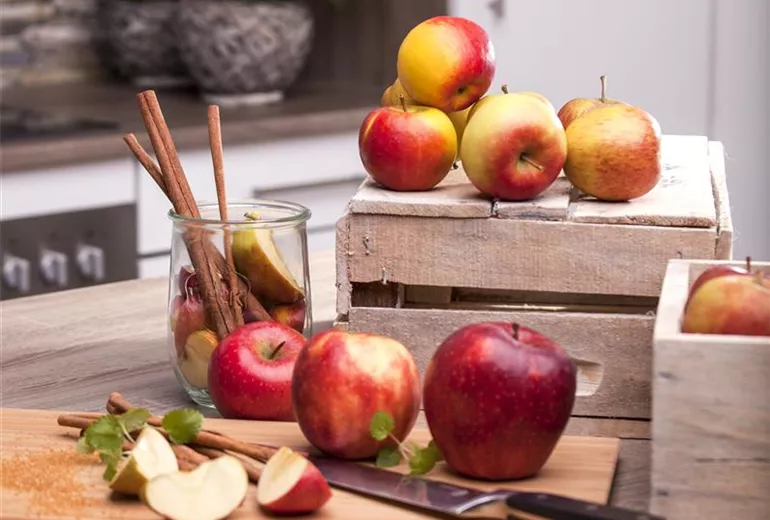 Malus domestica Malus domestica