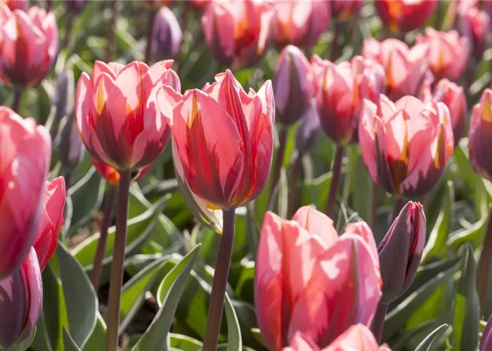 Zwiebeln und Co. Zwiebeln und Co.