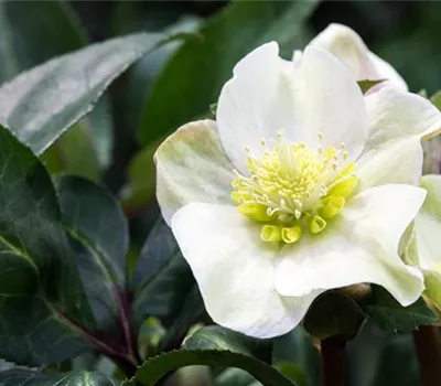 Auch im Winter nicht auf blühende Pflanzen verzichten! Auch im Winter nicht auf blühende Pflanzen verzichten!