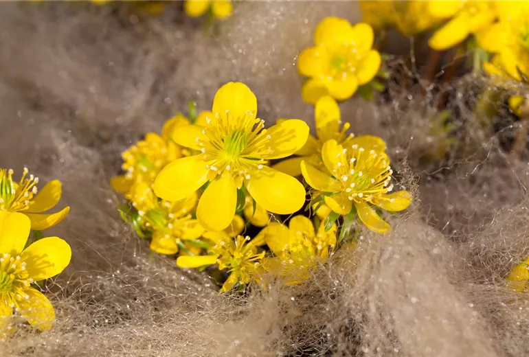 Eranthis cilicica Eranthis cilicica