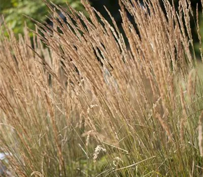 Calamagrostis x acutiflora 'Karl Foerster' Calamagrostis x acutiflora 'Karl Foerster'