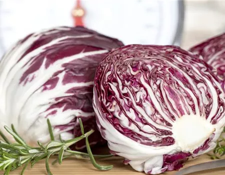 Herbstsalate: Frische aus dem eigenen Garten