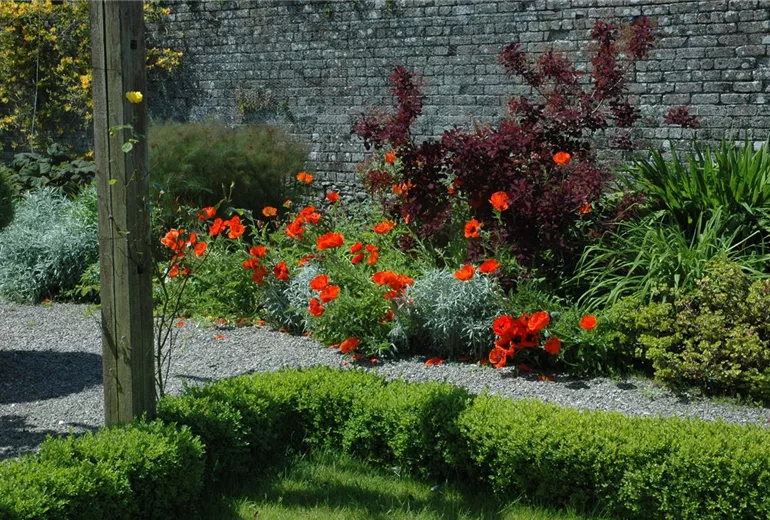 Papaver orientale, rot