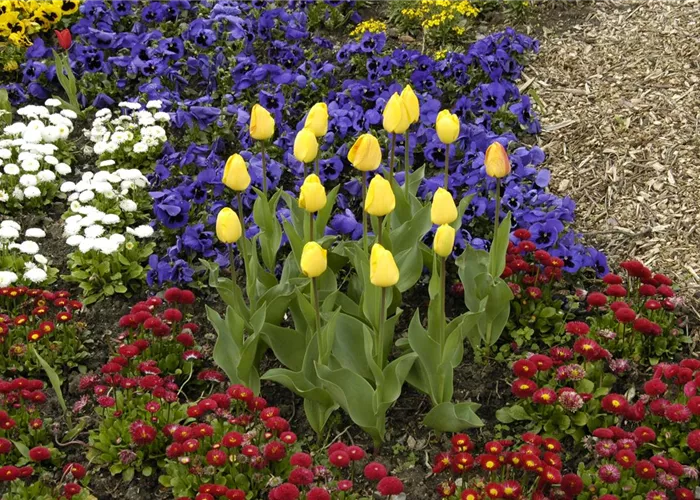 Zwiebellaub braucht eine professionelle Behandlung! Zwiebellaub braucht eine professionelle Behandlung!