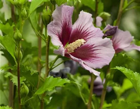 Der Hibiskus, ein großartiges Mitglied im Garten-Ensemble Der Hibiskus, ein großartiges Mitglied im Garten-Ensemble