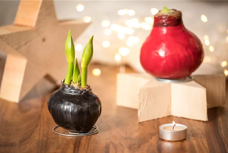 Hippeastrum Waxz®