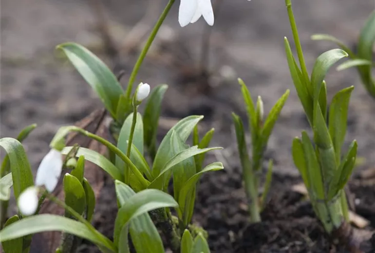 Galanthus Galanthus