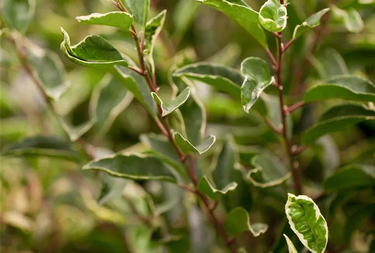 Prunus lusitanica 'Variegata' Prunus lusitanica 'Variegata'