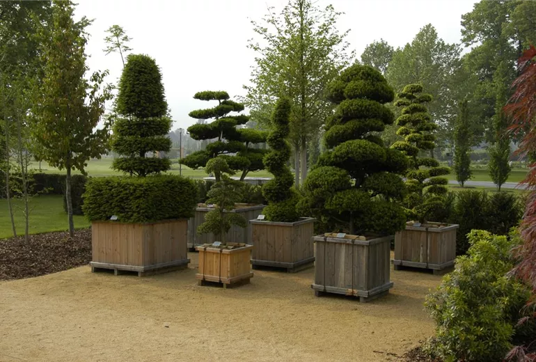 Koniferen Formen Koniferen Formen