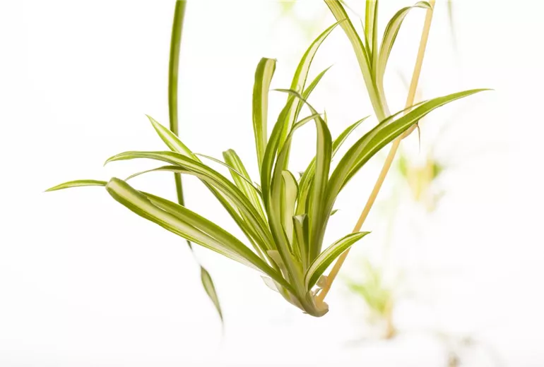 Chlorophytum comosum 'Variegatum'