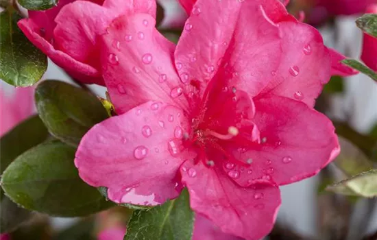 Die Zimmerazalee – bunte Schönheit bei tristem Wetter Die Zimmerazalee – bunte Schönheit bei tristem Wetter