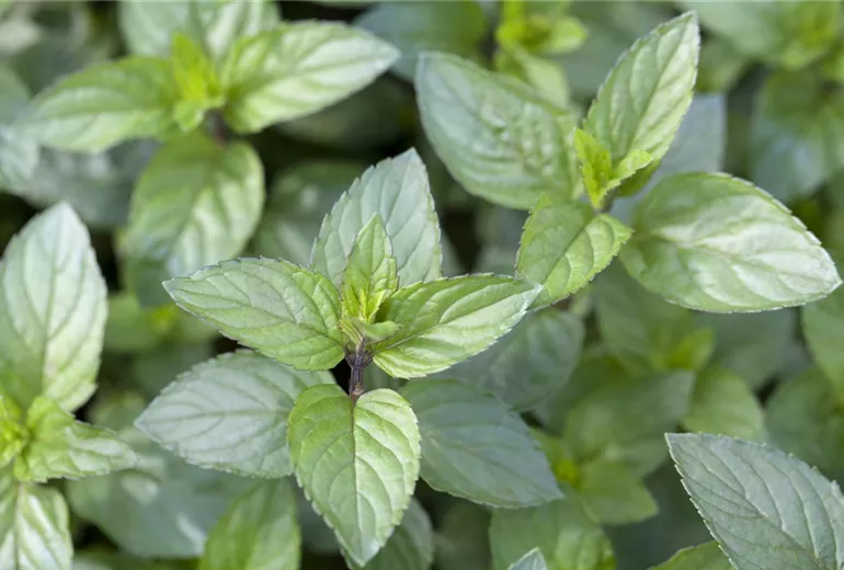 Mentha x piperita 'Chocolate'