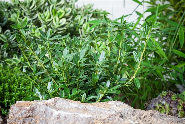 Hebe x andersonii Hebe x andersonii