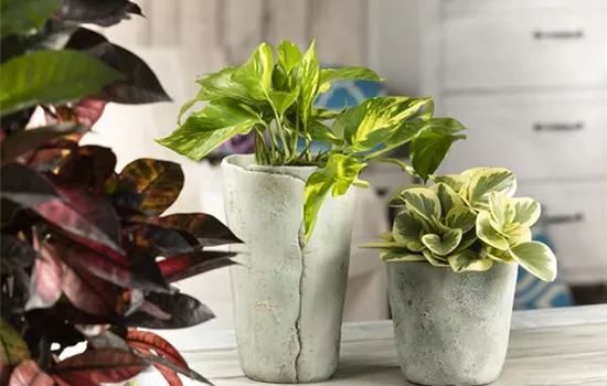 Efeutute - unkompliziert und anfängerfreundlich Efeutute - unkompliziert und anfängerfreundlich