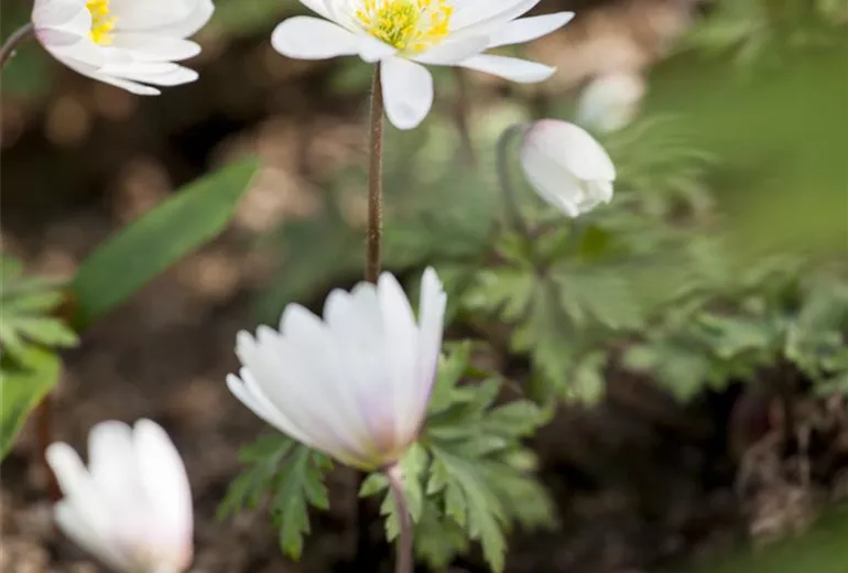 Anemone blanda, weiß